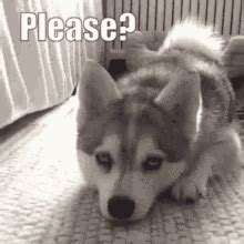 Pleasedog GIF - PLEASEDOG PLEASE DOG - Discover & Share GIFs