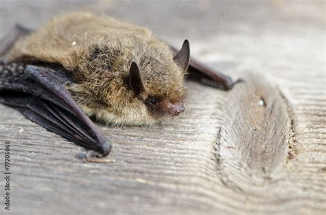 animal bat Nathusius pipistrelle (Pipistrellus nathusii) Stock Photo ...