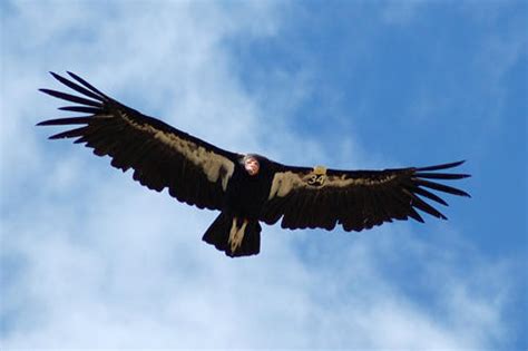 Banning Lead Ammunition from Condor Habitat | Audubon California