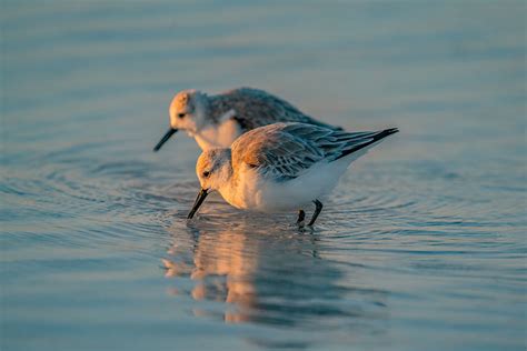 2 Shorebirds #2 – Photography by Mark H. Brown