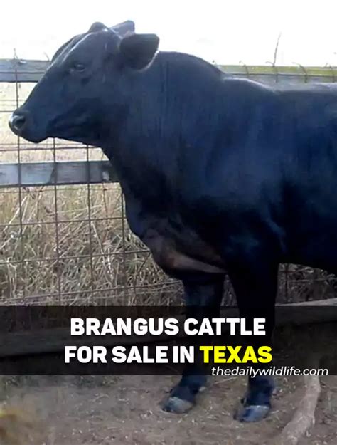 10 Places With Brangus Cattle For Sale In Texas (2024)