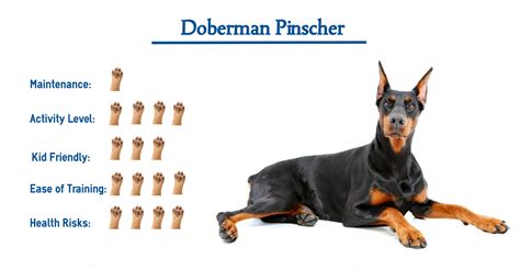 Doberman Pinscher Dog Breed… Everything You Need to Know at a Glance!