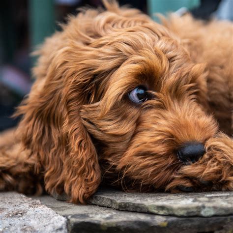 Cockapoo Puppies For Sale & Breeders In California