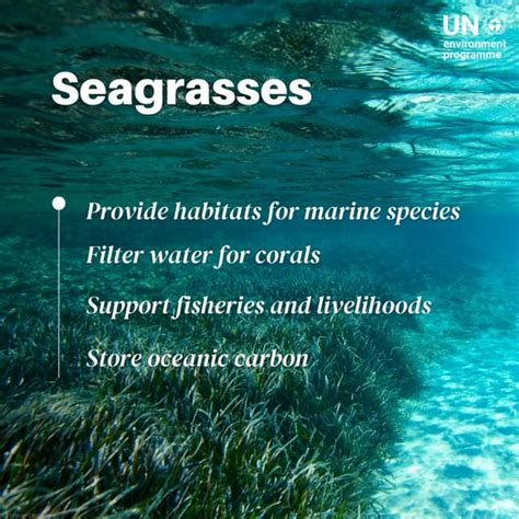 What are the benefits of seagrasses conservation? | PDF | Free Download