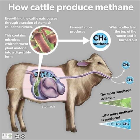 Greening the Pasture: Canada’s Plan to Curb Methane Emissions from ...