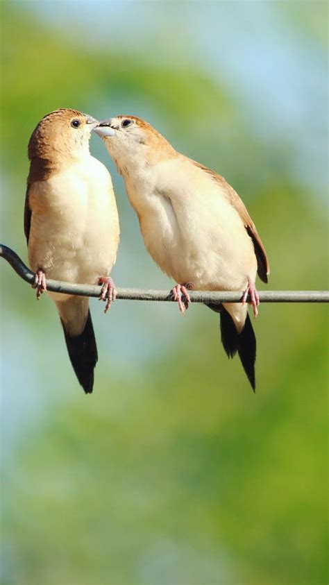 Kissing Birds stock photo. Image of kiss, blossom, sparrows - 126081076