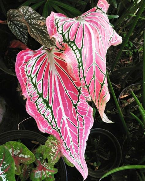 Caladium as house plants, when growing indoors in pots are a stunning ...