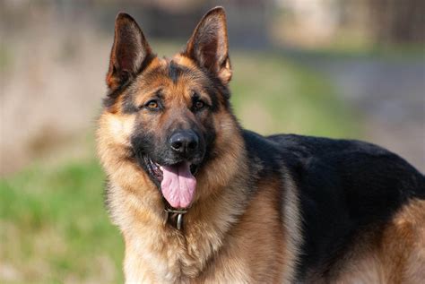 10 Best Police Dog Breeds That Help Law Enforcement (with Pictures ...