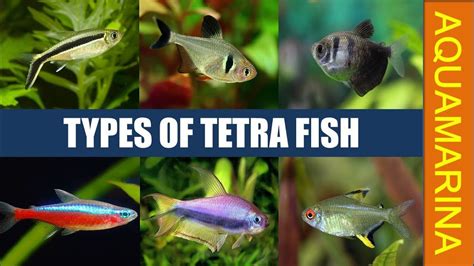 Types of tetra fish | All tetra fish varieties | Know your tetra fish ...