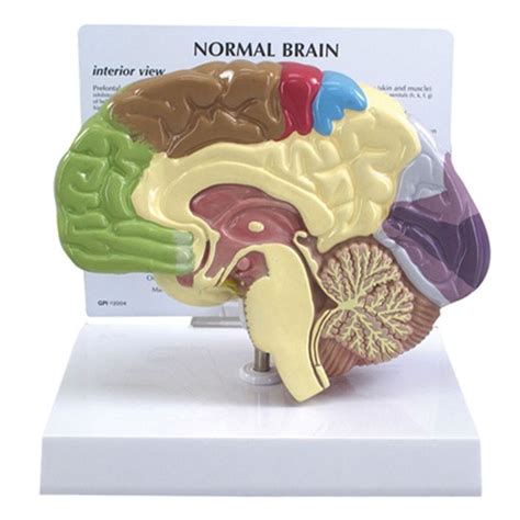 Half-Section Human Brain Anatomical Model