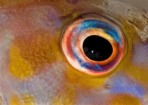 Fish eye of mahi-mahi stock photo. Image of head, catch - 29013142