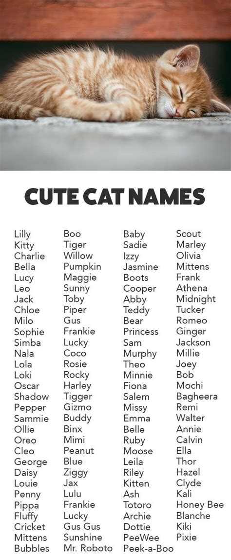 The Best Unisex Kitten Names Of 2023