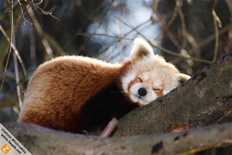 36 Red Pandas Taking Advantage Of The Sleepy Season | Red panda, Red ...