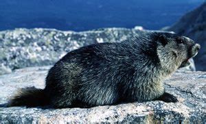 Hoary Marmot - Sierra Club BC