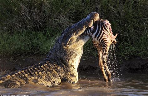 Crocodile Zebra Attack - Crocodile