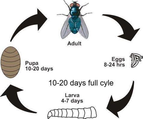 The Horse Owners Survival Guide to Fly Season - Equine Outfitters LLC