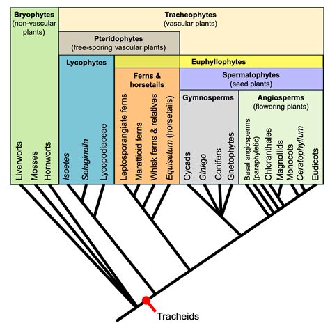 Introduction to Vascular Plant Structure - Digital Atlas of Ancient Life