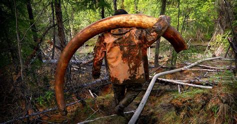 Photographing the Mammoth Ivory Tusk Hunt in Siberia | PetaPixel