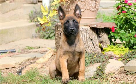 Belgian Malinois Puppies for Sale - Keystone Puppies