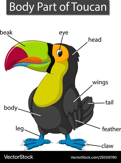 Diagram showing body part toucan Royalty Free Vector Image