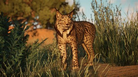 Iberian Lynx - New Species V1.8 | Planet Zoo Mod Download