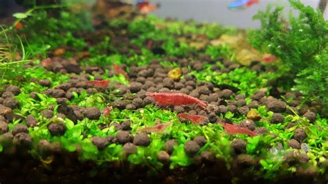 🦐 Unlock the World of Freshwater Shrimp Tank Mates | Fish Lab