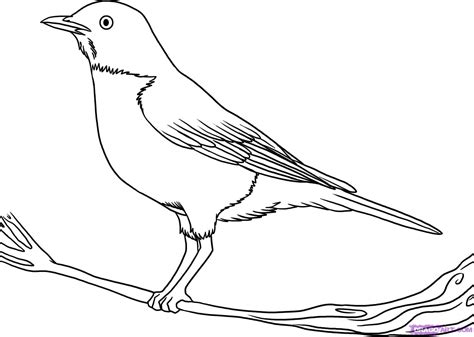 Robin Bird Drawing at GetDrawings | Free download