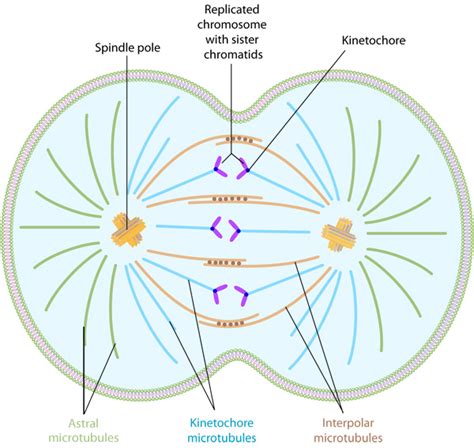 Types of microtubules involved in mitosis | Learn Science at Scitable