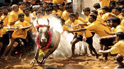 The complete guide to Pongal celebrations in Tamil Nadu