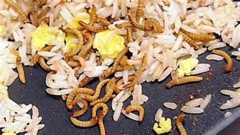 Mealworm Fried Rice Recipe - Food.com