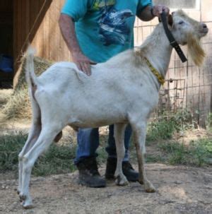 Goat Breeds Saanen – Goats