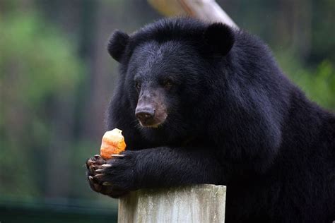 Moon Bears Rescued From Bile Farm