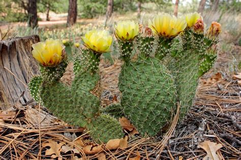 The Prickly Pear Cactus - A Natural Remedy for Diabetes, High ...