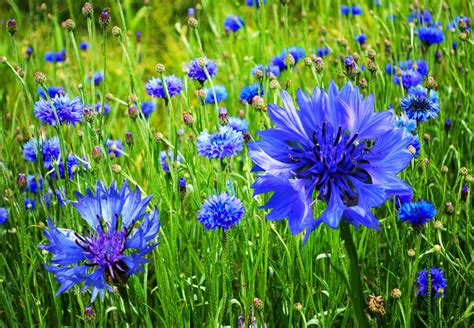 Intelliblog: CORNFLOWERS