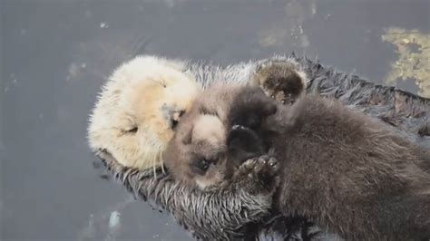 Cute baby otter sleeping on its mom as they float on water is too sweet ...