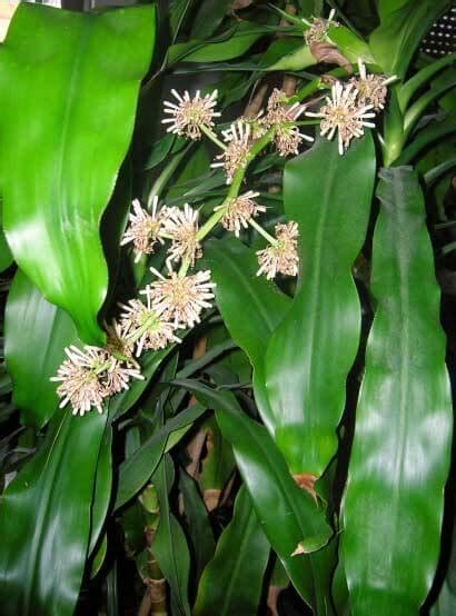 Dracaena Fragrans (Corn Plant) Guide | Our House Plants