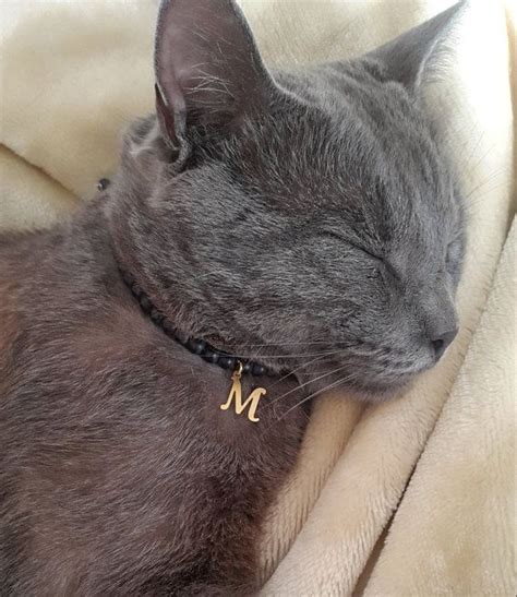 Cat collar tag personalized cat collar id cat initial collar cat name ...