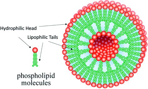 Small molecule therapeutic-loaded liposomes as therapeutic carriers ...