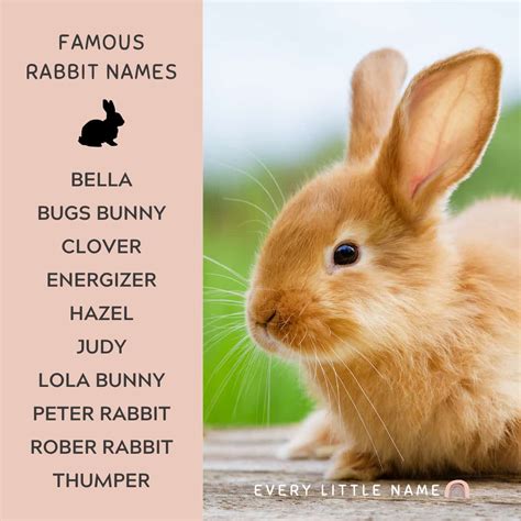 230+ Best Rabbit Names for Your Pet Bunny - Every Little Name