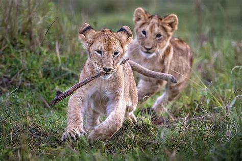 Lion Cubs Playing Photograph by Xavier Ortega - Pixels