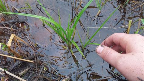 Harvesting Cattail Shoots - Survival Magazine & News - Bushcraft ...