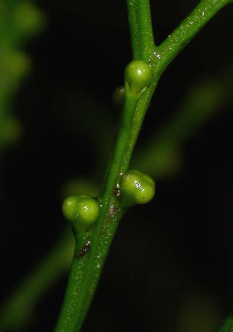 Psilotum nudum (Psilotaceae) image 178416 at PhytoImages.siu.edu