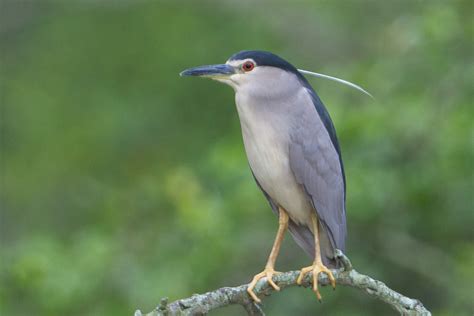 Black-crowned Night Heron – Birds of Singapore