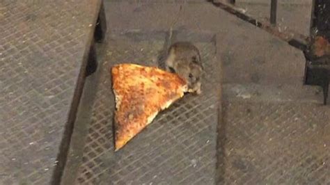 #PizzaRat trends worldwide after NYC rodent carries pizza down stairs ...