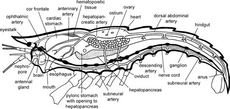 Anatomy Of Crayfish