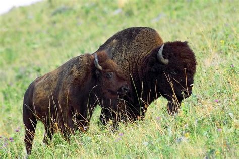 Free picture: American, bison, female