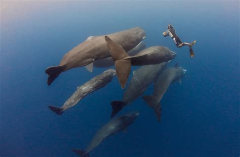 Sperm Whale Diving - Diving with sperm whales off Dominica Island ...