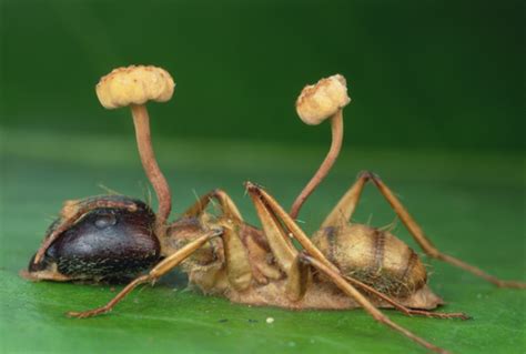 25 insects with fungal parasite Cordyceps - Gallery | eBaum's World