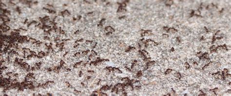 Ants | A Guide To Pavement Ant Prevention In Washington State