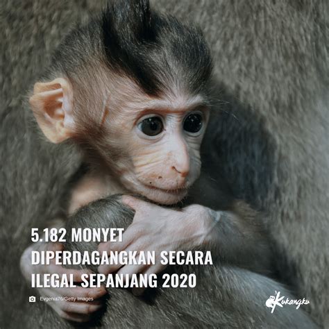 5.182 Monyet Diperdagangkan Secara Ilegal Sepanjang 2020 - Kukangku